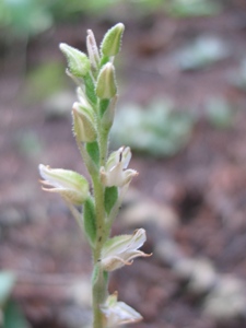 Goodyera oblongifolia